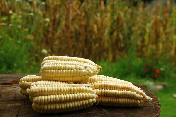 Primo Piano Mais Tavolo Legno Con Sfondo Campo Mais — Foto Stock