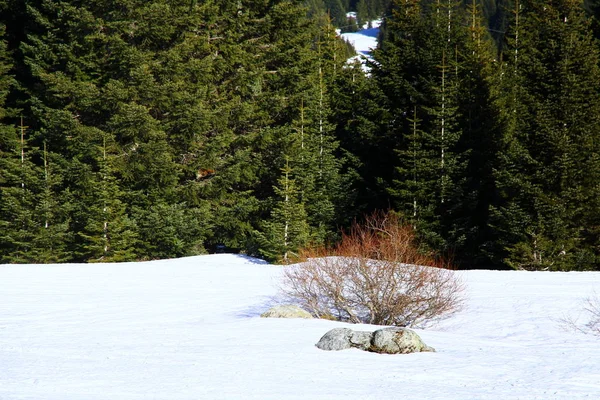 Kiefernwald Den Schneebedeckten Bergen — Stockfoto