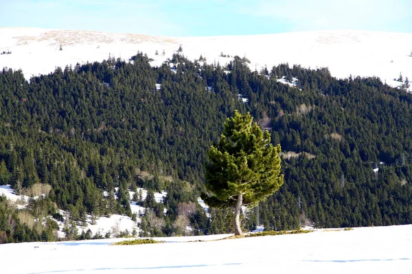 Kiefernwald Den Schneebedeckten Bergen — Stockfoto