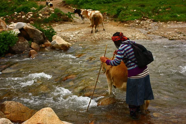 Vista Uma Mulher Com Uma Manada Vacas Pastando — Fotografia de Stock