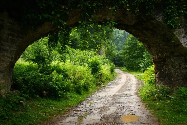Ormandaki Yol Tüneli Manzarası — Stok fotoğraf