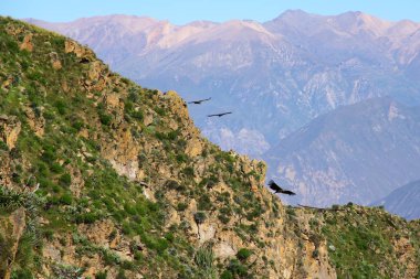 And Akbabaları ağırlıkları ve kanat açıklıkları nedeniyle dünyanın en büyük uçan kuşlarıdır..