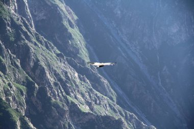 And Akbabaları ağırlıkları ve kanat açıklıkları nedeniyle dünyanın en büyük uçan kuşlarıdır..