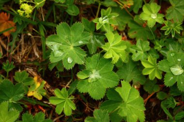 Yerdeki yeşil bitkilerin yakın görüntüsü