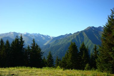 An amazing view of Kackar Mountains with pine trees on the Pokut highlands, in Rize Turkey.