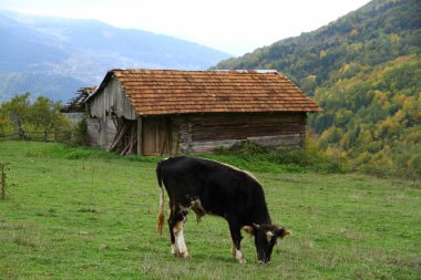 Kastamonu 'daki Kure Dağları' nın çayırlarında inek otlamaktadır..
