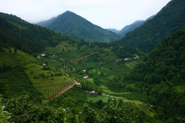 An amazing view of Kackar Mountains with pine trees on the Pokut highlands, in Rize Turkey.