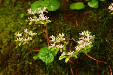 Güzel çiçeklerin yakın görüntüsü