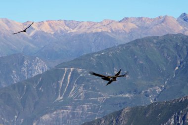 And Akbabaları ağırlıkları ve kanat açıklıkları nedeniyle dünyanın en büyük uçan kuşlarıdır..