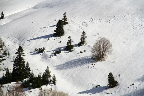 Paisaje Nieve Con Árboles —  Fotos de Stock