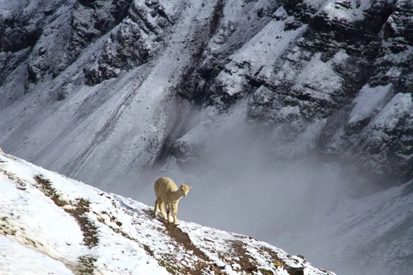 Tęczowe Góry Vinicunca Peru Lama — Zdjęcie stockowe