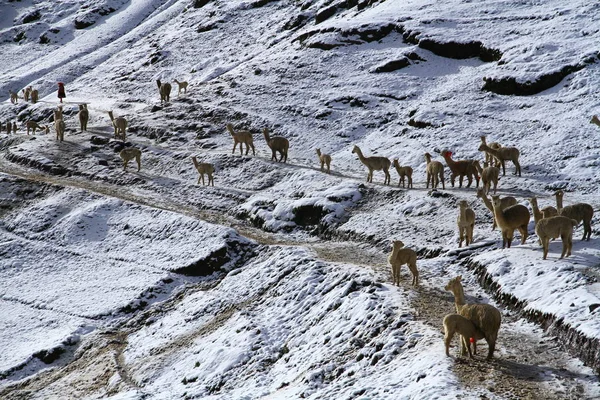 Llamas Και Alpacas Βρίσκονται Στα Χιονισμένα Υψίπεδα Του Vinicunca Ουράνιο — Φωτογραφία Αρχείου