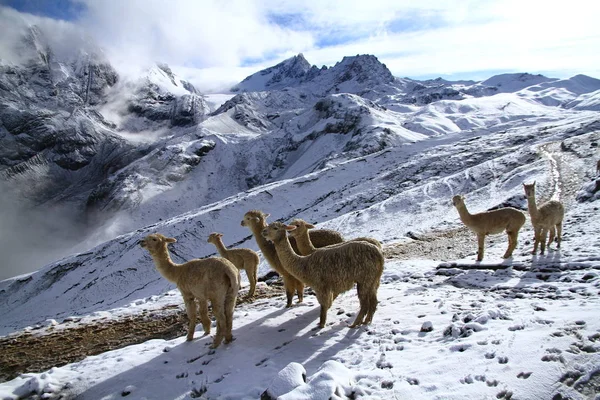 Llamas Alpacas Están Las Tierras Altas Nevadas Vinicunca Rainbow Mountains — Foto de Stock