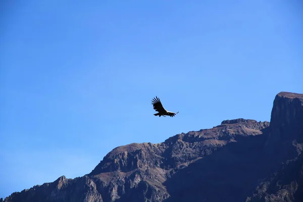 Andean condors are the largest flying birds in the world due to their weight and wingspan.