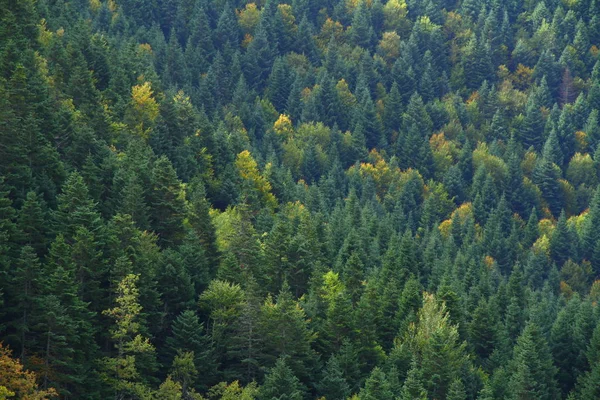 Kastamonu Valla Kanyonu Ndaki Çam Ormanı Manzarası — Stok fotoğraf