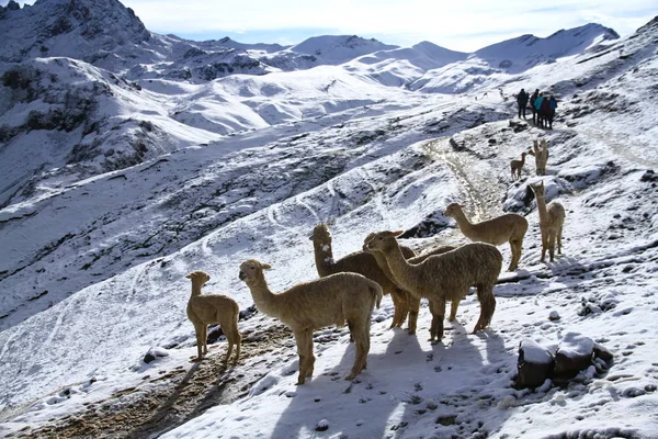Lama Alpaca Liggen Besneeuwde Bergen Van Vinicunca Rainbow Mountains Peru — Stockfoto