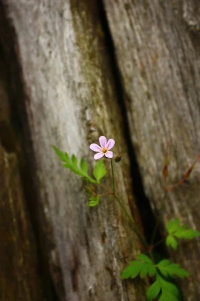 Όμορφη Θέα Ένα Μικρό Λουλούδι — Φωτογραφία Αρχείου