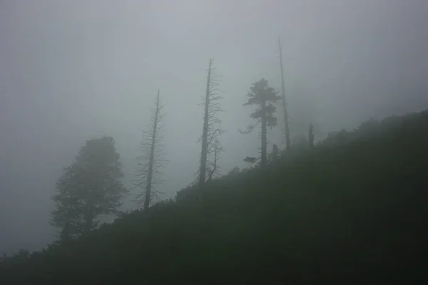 Schöne Aussicht Auf Einen Wald Nebel — Stockfoto