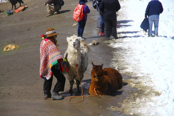 Lama Alpaca Liggen Besneeuwde Bergen Van Vinicunca Rainbow Mountains Peru — Stockfoto