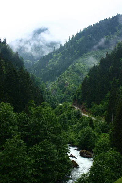 Amazing View Kackar Mountains Pine Trees Pokut Highlands Rize Turkey —  Fotos de Stock