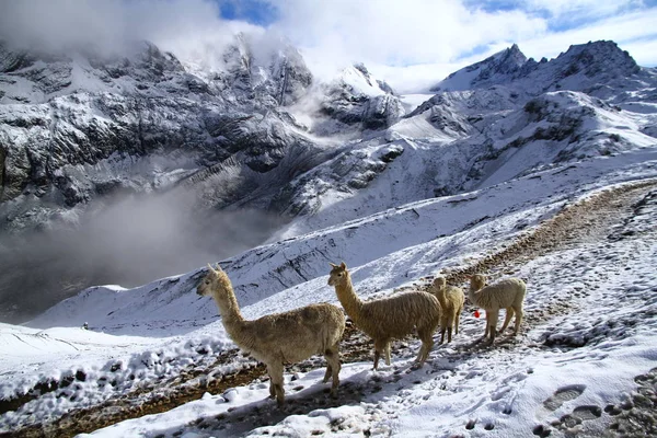 Llamas Alpacas Están Las Tierras Altas Nevadas Vinicunca Rainbow Mountains — Foto de Stock