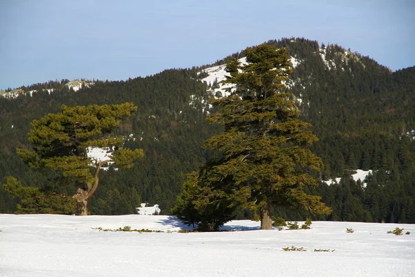 Kiefernwald Den Schneebedeckten Bergen — Stockfoto