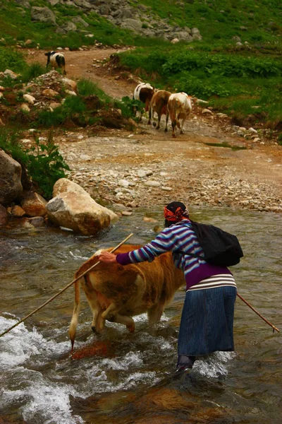 Zicht Een Vrouw Met Een Kudde Koeien Grazend — Stockfoto