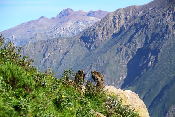 Colca Kanyonu Bir Nehir Kanyonu Peru — Stok fotoğraf