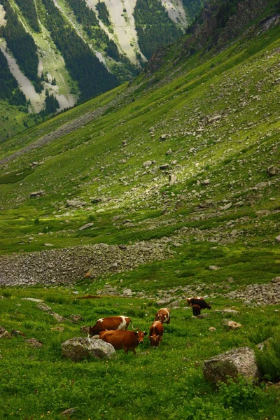 Zicht Kudde Koeien Die Grazen — Stockfoto