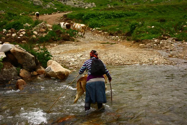 Vista Uma Mulher Com Uma Manada Vacas Pastando — Fotografia de Stock