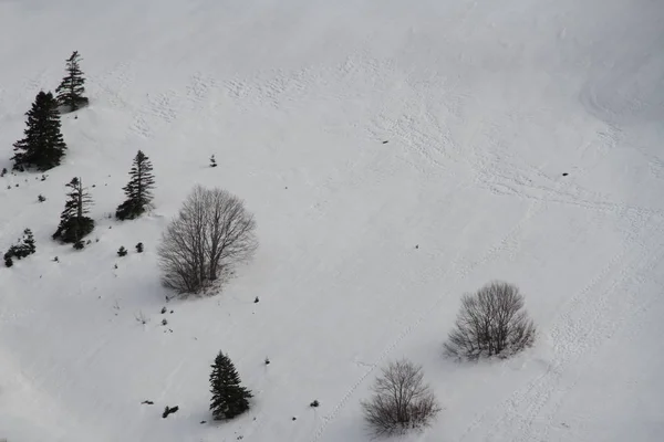 Schneelandschaft Mit Bäumen — Stockfoto