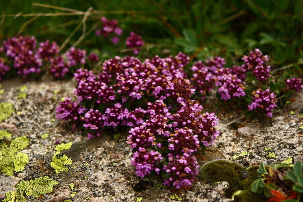 Closeup view of beautiful flowers