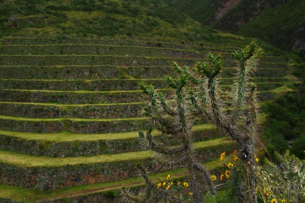 Köralakú Inka Teraszok Szent Völgy Lejtőin Pisac Régészeti Komplexumban Peruban — Stock Fotó