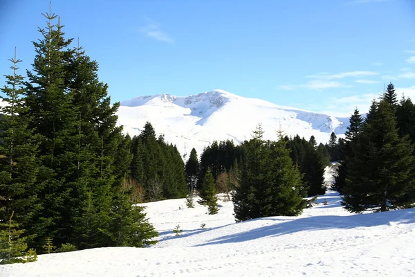 Kiefernwald Den Schneebedeckten Bergen — Stockfoto