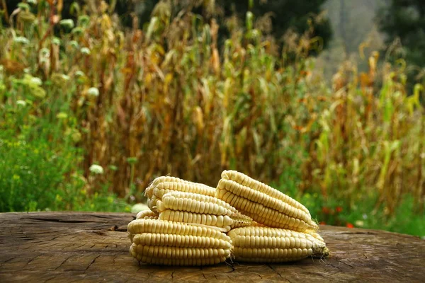 Detailní Záběr Kukuřice Dřevěném Stole Kukuřičným Polem — Stock fotografie