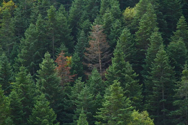 Kastamonu Valla Kanyonu Ndaki Çam Ormanı Manzarası — Stok fotoğraf