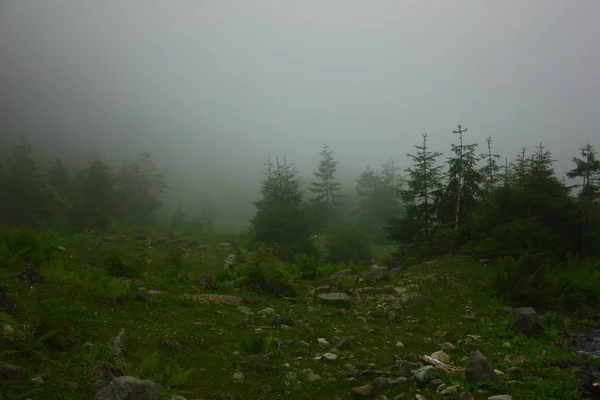 Schöne Aussicht Auf Einen Wald Nebel — Stockfoto