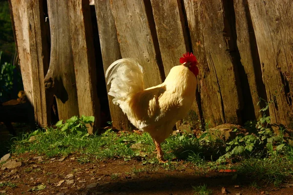 View Chicken Green Meadow Yard Turkey — ストック写真