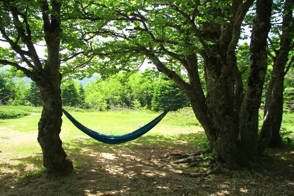 Hängmatta Hängande Skogen — Stockfoto