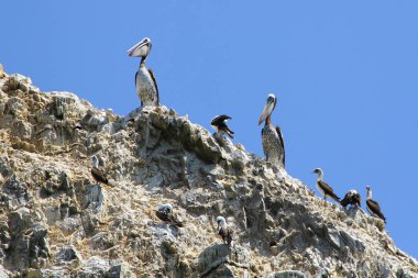 Paracas, Peru 'daki su kuşları, pelikanlar, deniz aslanları, karabataklar ve penguenler gibi birçok hayvana ev sahipliği yapan Islas Ballestas manzarası.