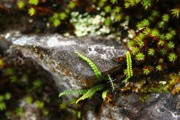 Closeup View Rocks Moss Mountains Peru — Stock Fotó
