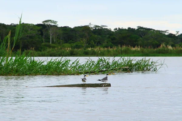 Birds Tree Trunk Amazon River Iquitos Peru — Stockfoto