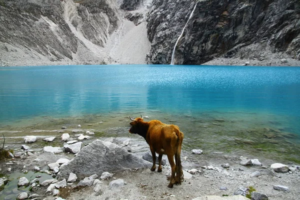 Laguna Paron Hegyek Huascaran Nemzeti Parkban Peruban Tehén — Stock Fotó