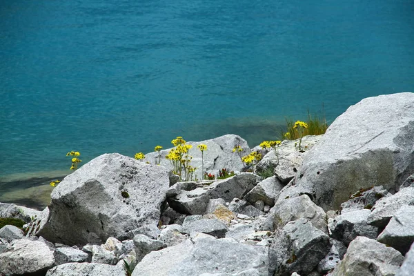 Вид Скелясте Узбережжя Дикими Квітами — стокове фото