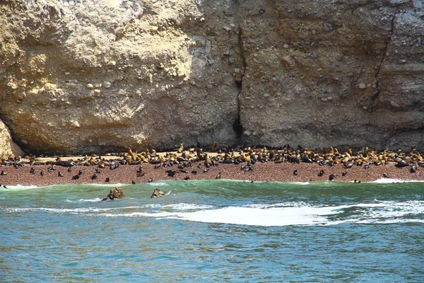 Islas Ballestas Hogar Muchos Animales Como Aves Acuáticas Pelícanos Leones — Foto de Stock