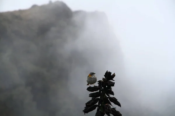 View Small Bird Sitting Branch Fog Peru — Foto Stock