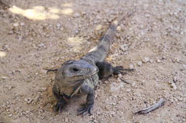 Tulum, Meksika 'daki antik Maya harabelerinde büyük bir iguana. 