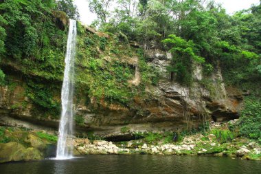 MISOL-HA WATERFALLS, PALENQUE, MEXICO - 3 Haziran 2019. Misol-Ha Şelaleleri 'nin güzel bir manzarası var. 35 metre yükseklikteki geniş bir havuza dökülüyor. Etrafı yemyeşil tropikal bitki örtüsüyle çevrili.