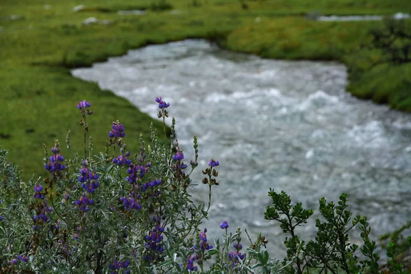 A beautiful landscape of the valley with a creek, on the hiking trail of Laguna 69, Huascaran National Park, Peru.