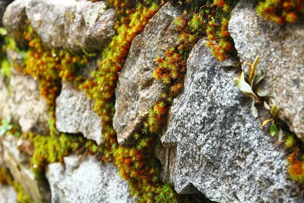 Close Moss Stones Sayacmarca Archaeological Site Inca Trail Peru — Stock Fotó